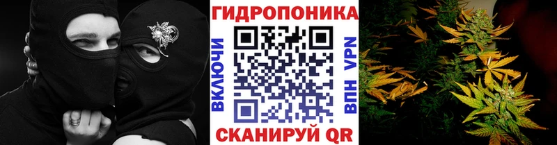 Бошки Шишки гибрид  Кольчугино 